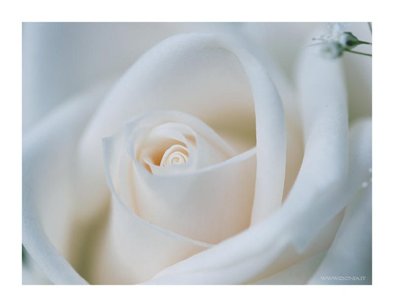 Creamy White Rose - Wallpaper by ~donia on deviantART