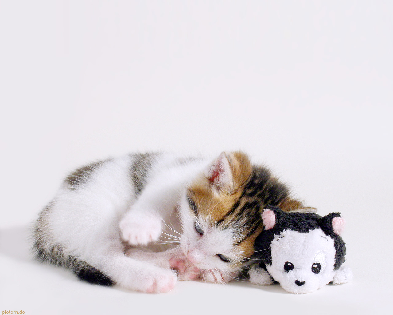 Wallpaper cat and kitty by hoschie 34 Geniş ekran masaüstü resimler