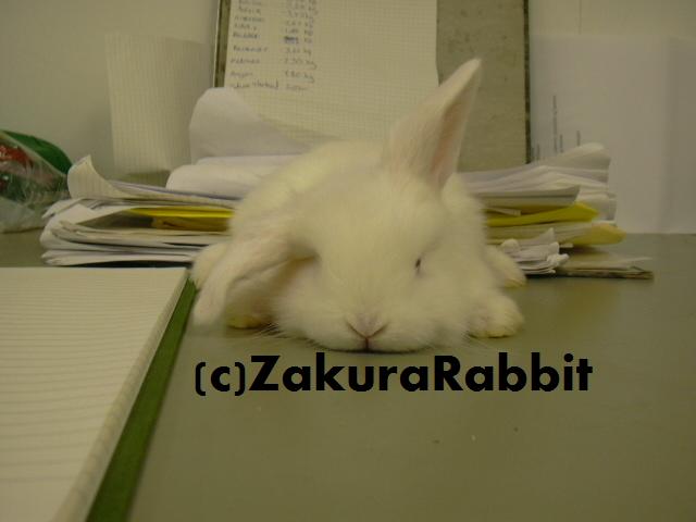 Baby_bunny_by_Usagi_Zakura.jpg