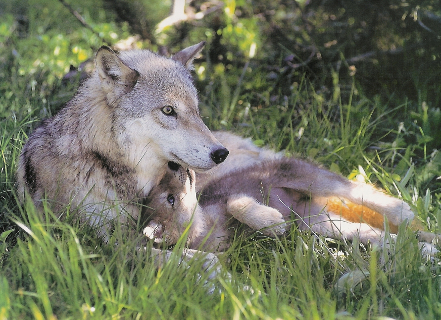 Wolf_Mother_by_LordWolfgang.jpg