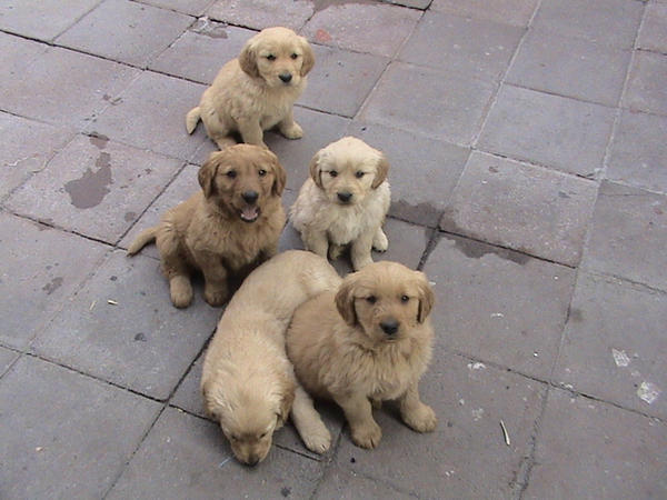 golden retriever puppies. golden retriever puppies by