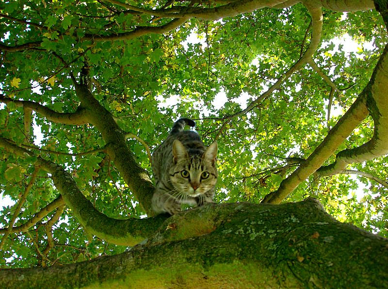 http://fc03.deviantart.net/fs19/f/2007/289/3/f/Cat_in_a_Tree__by_Elle_Michelle.jpg