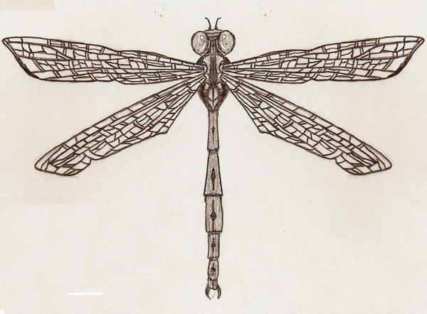 dragonfly tattoos