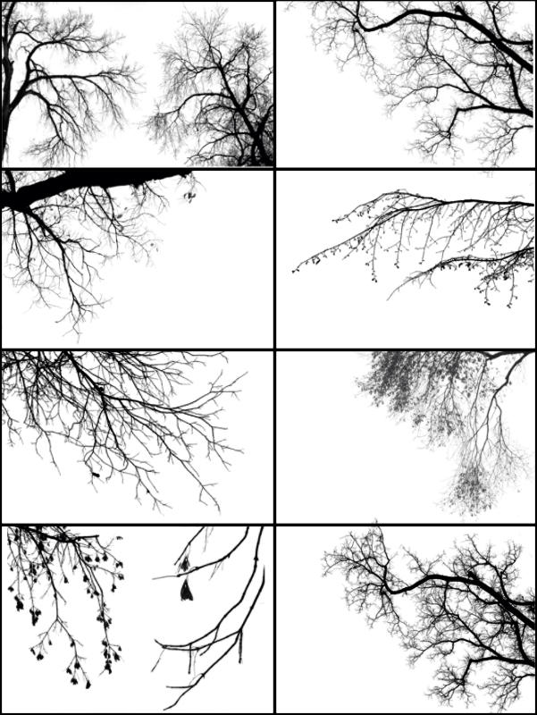 Кисти Tree_Borders_III_by_midnightstouch