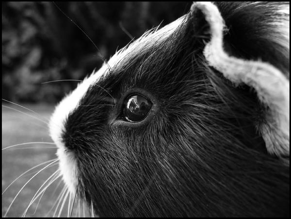 guinea pig by douurouu