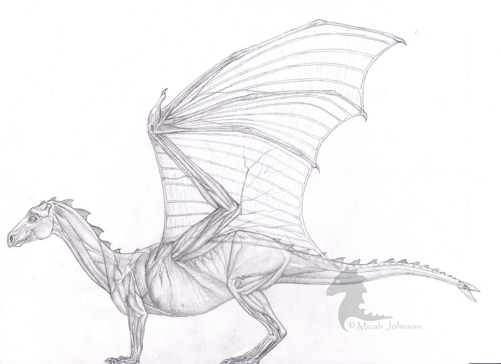 Anatomy_of_the_Pernese_Dragon_by_bronze_dragonrider.jpg