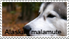 Alaskan_malamute_stamp_1_by_Tollerka.png
