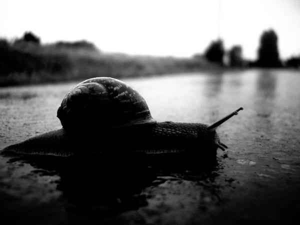 meeting_with_the_snail_by_ankehn.jpg