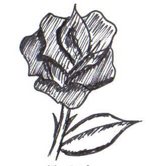 rose tattoo drawings