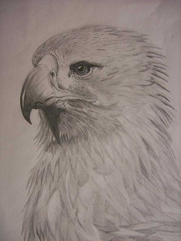 golden eagle drawing. Re: Drawing?