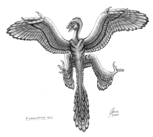 Microraptor by SageKorppi