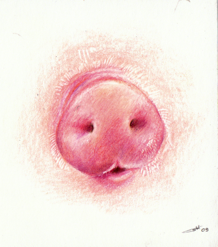 pig nose clipart - photo #44