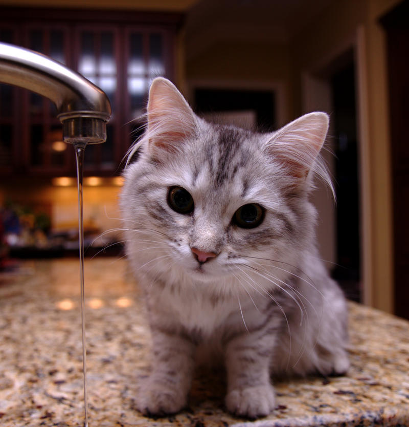 Kitten_and_Faucet_no__4_by_Mischi3vo.jpg