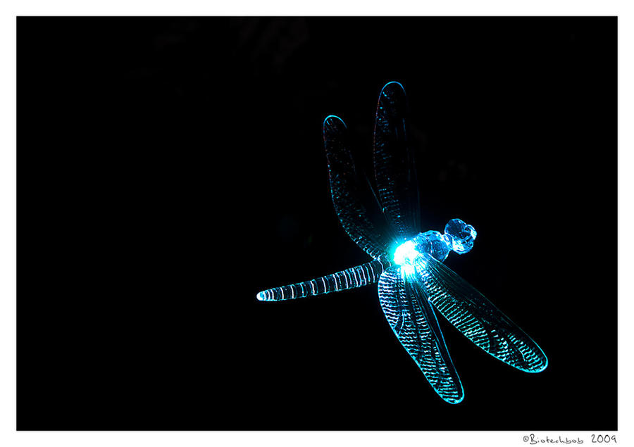 DragonFly in the night by biotechbob