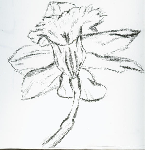 Flower sketch by rebeccaWave on deviantART