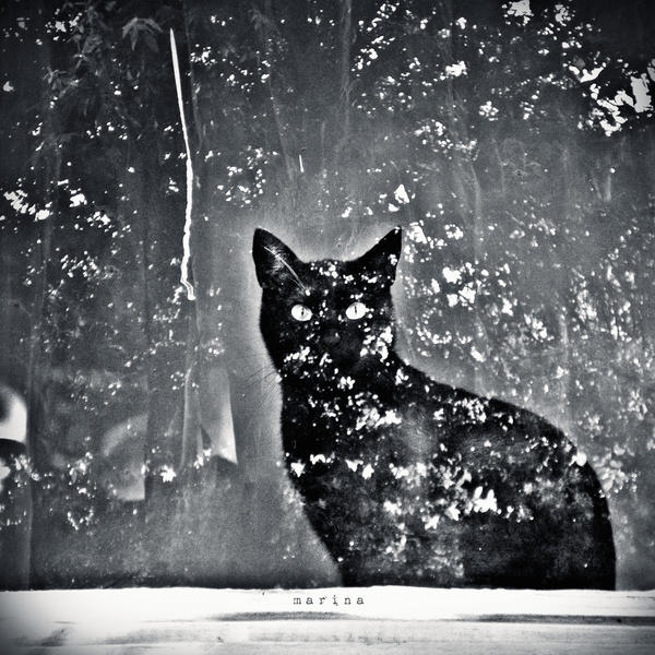 Black Cat by MarinaFoto