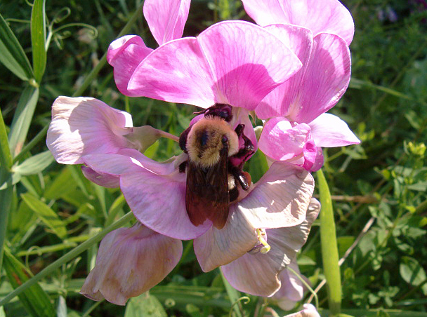 http://fc03.deviantart.net/fs47/f/2009/214/d/3/Bumblebee_in_sweet_pea_flower_by_Ripplin.jpg