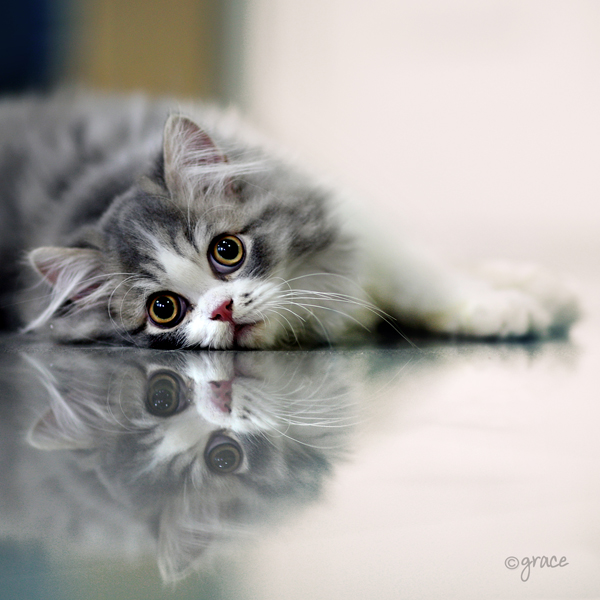 Amazing Examples of Cats Photography