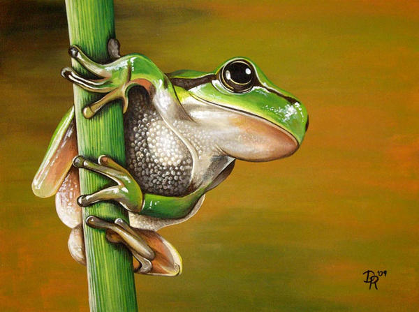 Tree Frog by DanielleHope