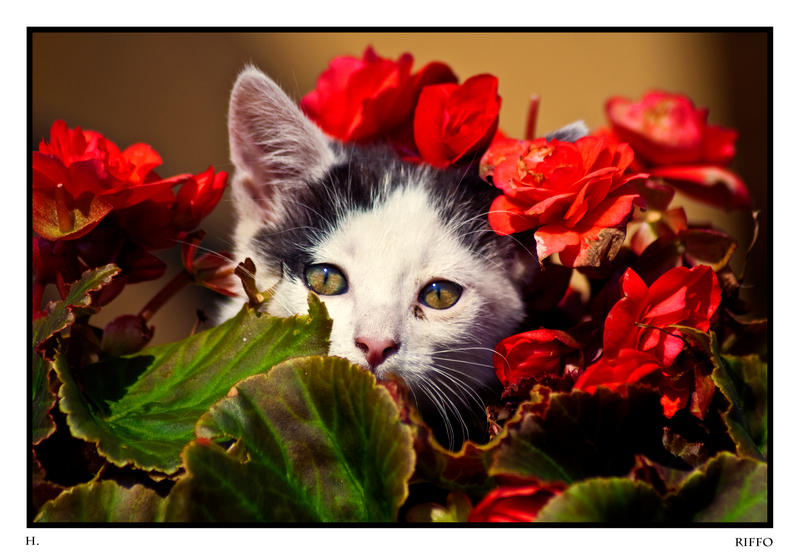 Cat_and_Roses_by_Riffo.jpg