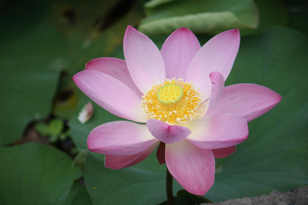 Lotus flower 6753 by fastock on deviantART