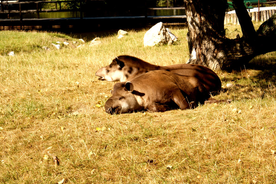 http://fc03.deviantart.net/fs51/i/2009/276/d/c/tapir_anta_by_frikt.jpg