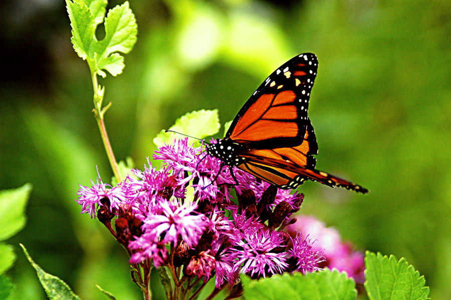 Beautiful Butterflies Pictures Re: beautiful butterflies