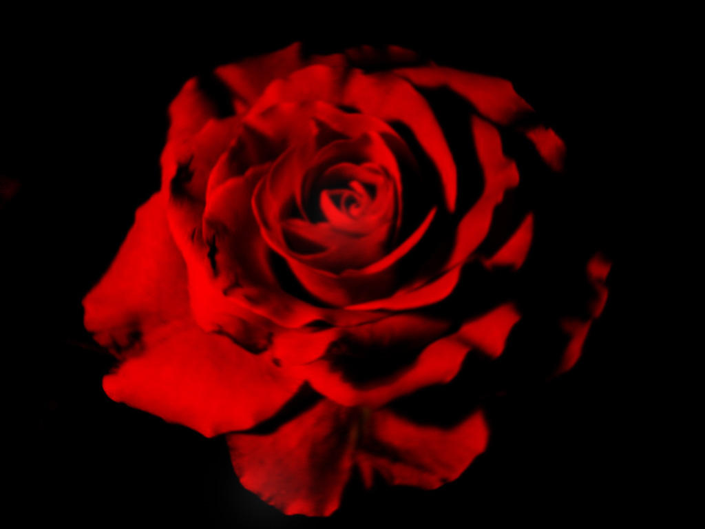 Black And Red Rose