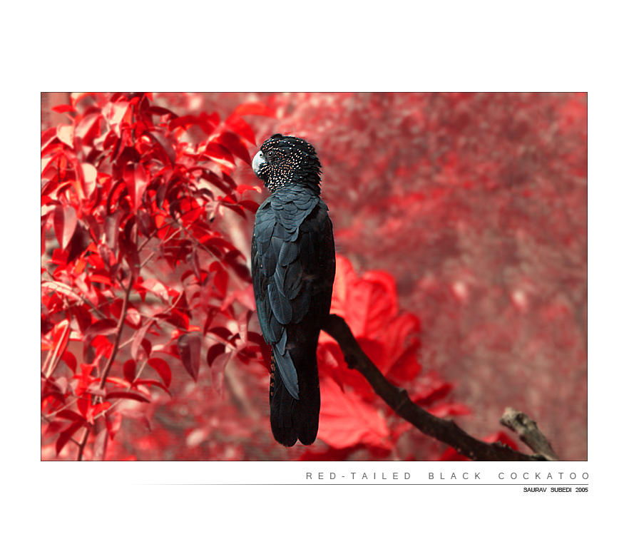 Red_Tailed_Black_Cockatoo_by_Saurav.jpg