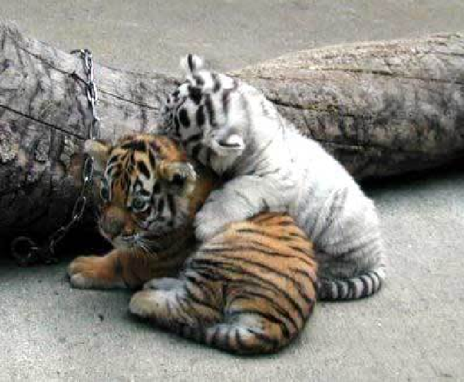 Baby_Tiger_Hug_by_kennuhisaki.png