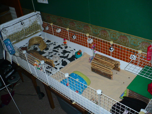 guinea pig cages. my guinea pig cage by