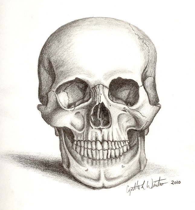 Skull Art by cynart123 on deviantART
