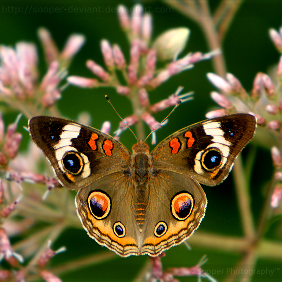Amazing Examples of Insects Photography