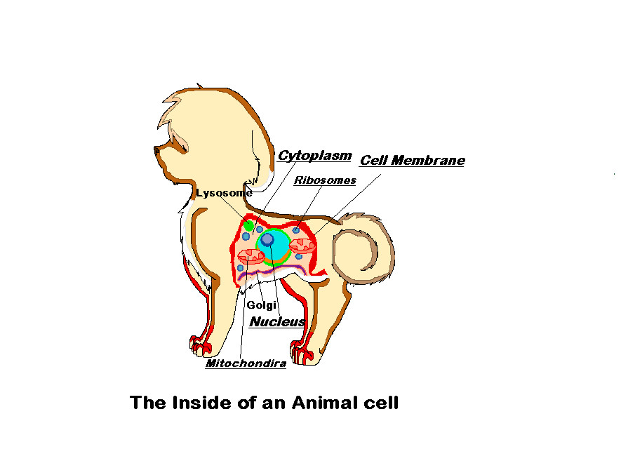 animal cell model images. animal cell model 3d.