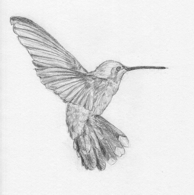 Drawings Of Hummingbirds Adv. sketch: hummingbird by
