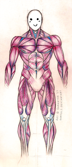Male muscle anatomy practice by SamanthaLi on deviantART