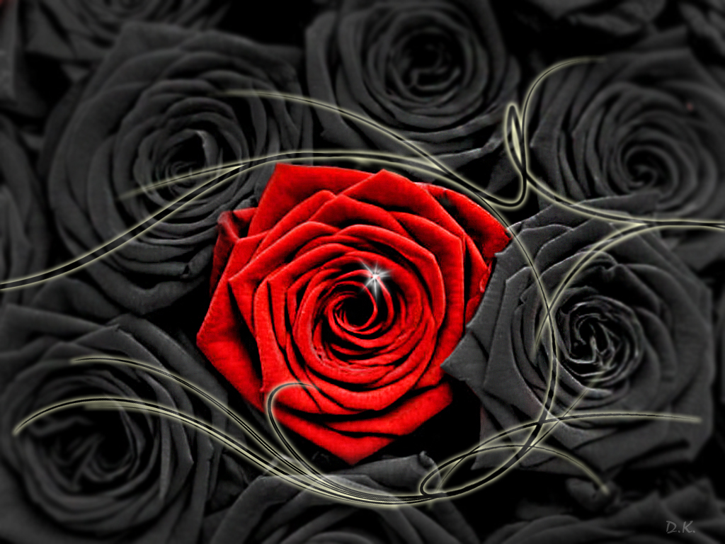Black And White Red Rose