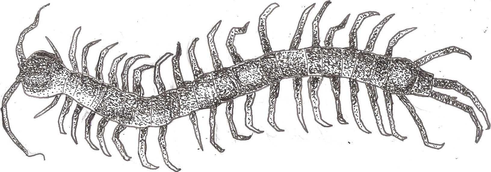 [Image: scolopendra_subspinipes_by_personinator-d7yp4d2.jpg]