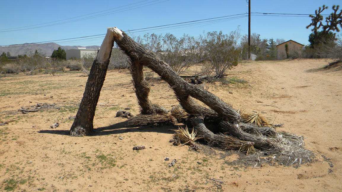 ugly_dead_tree_by_Gothicmamas_stock.jpg