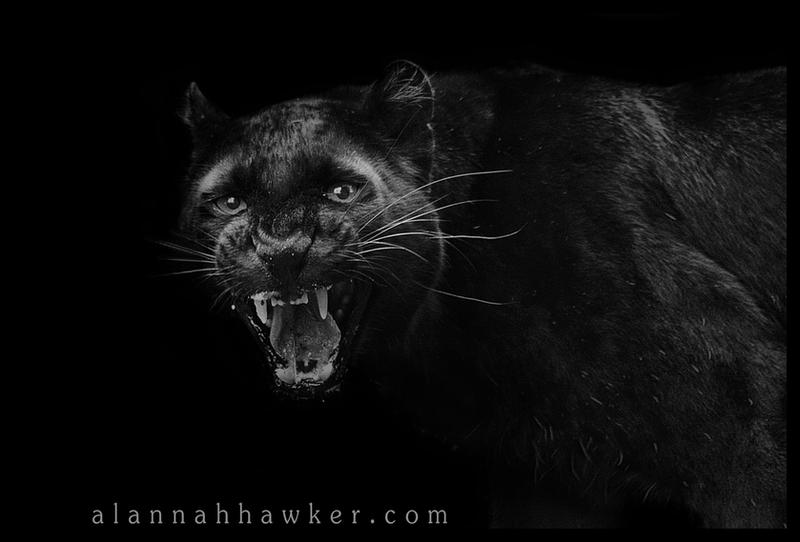 Black Panther 03 by alannahILY on deviantART