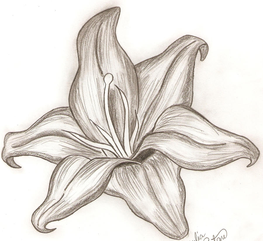lilies drawing