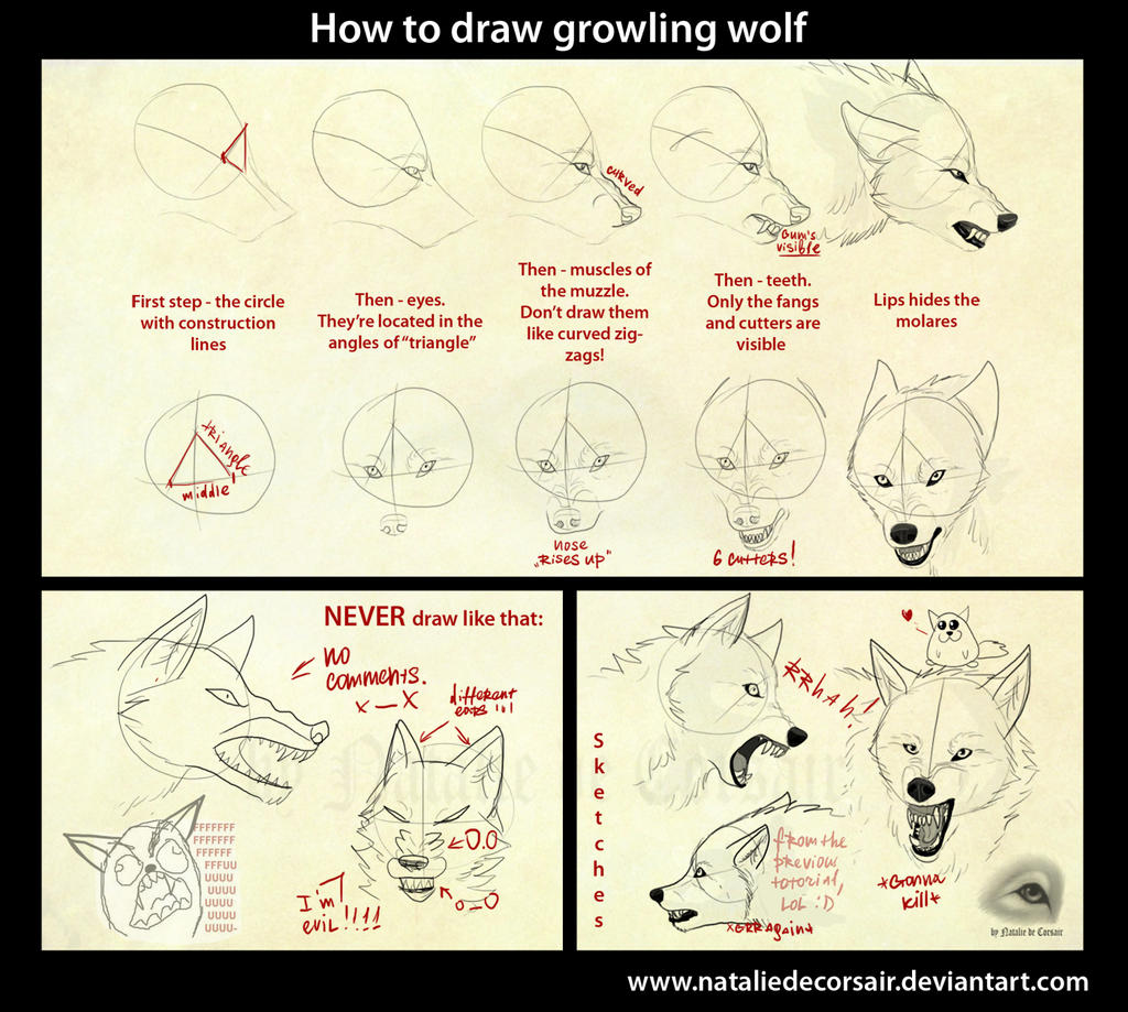 -http://fc03.deviantart.net/fs70/i/2010/241/d/8/growling_wolf_tutorial_by_nataliedecorsair-d2xiz3k.jpg