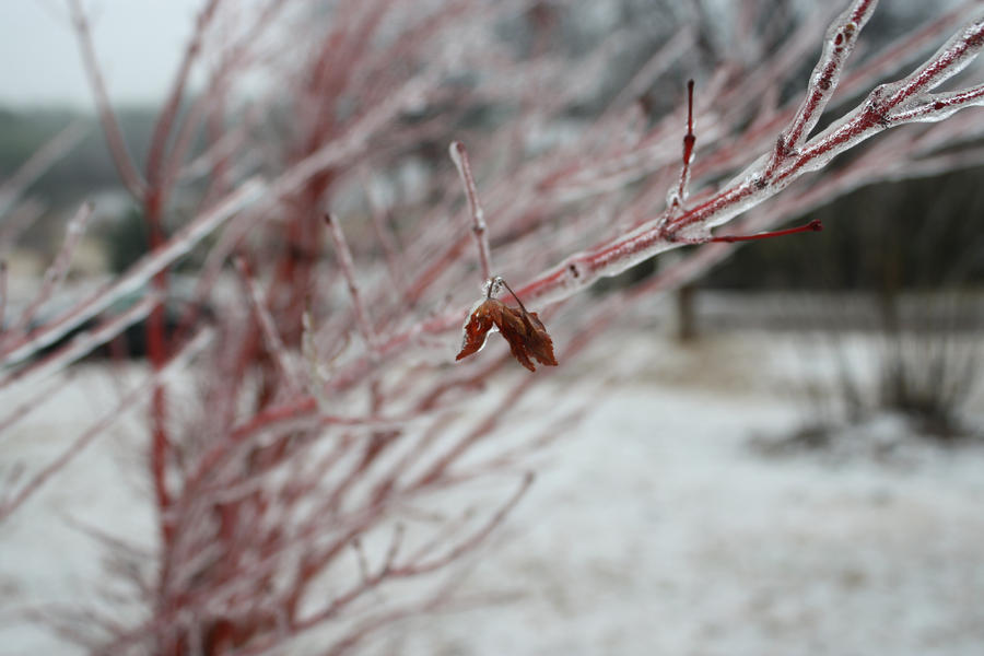 Weather Japanese Maple Icy Leaf wallpaper 