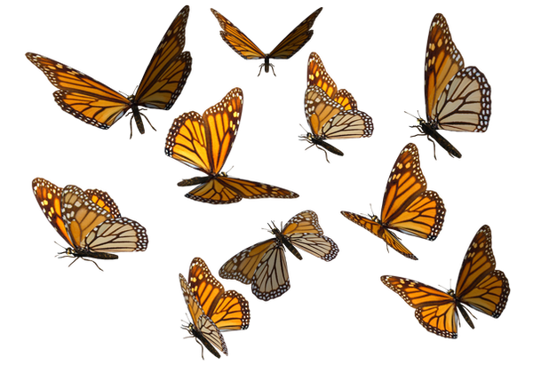 monarch_butterfly_clipart_png_by_madetobeunique-d3070dt.png