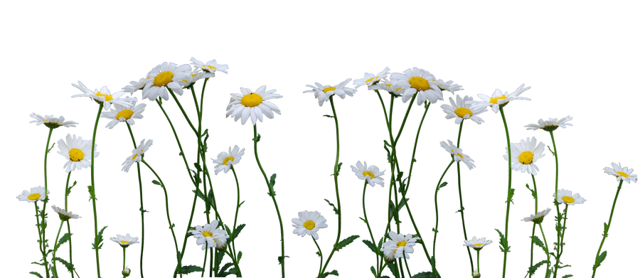 daisies_cut_out_stock_by_eirian_stock-d3is0gs.png