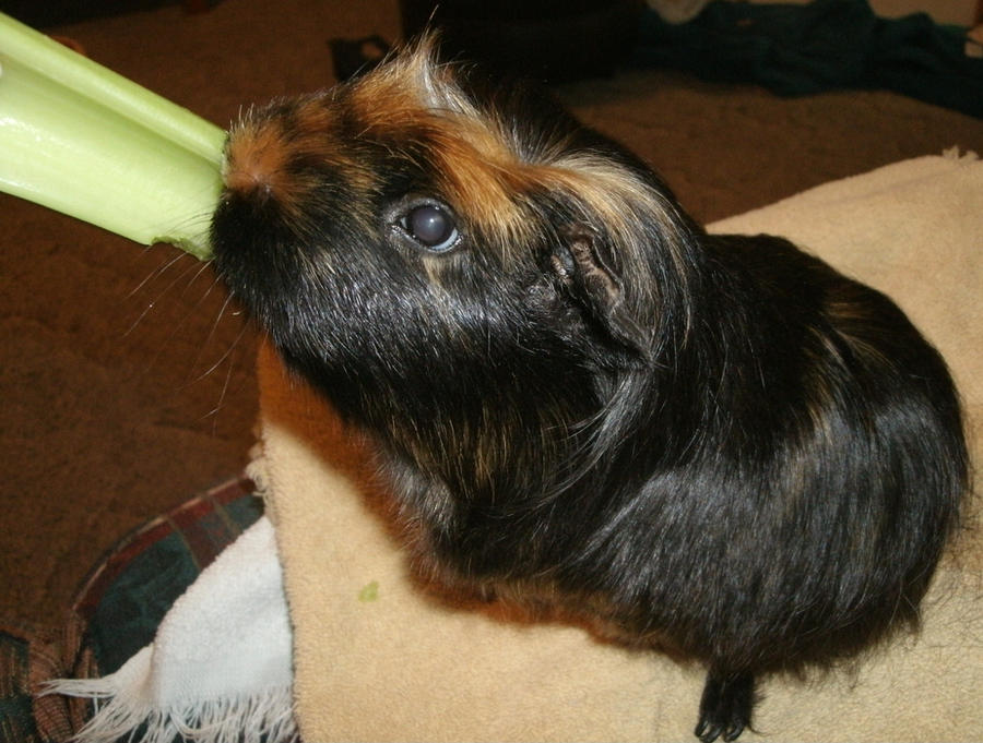 [Image: delicious_celery_by_madforhatters-d3w5t81.jpg]