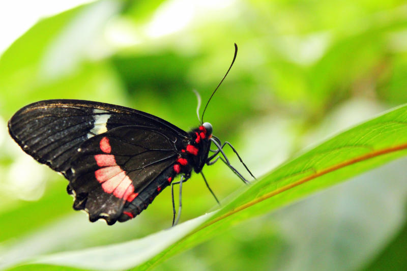 Black Red Butterfly