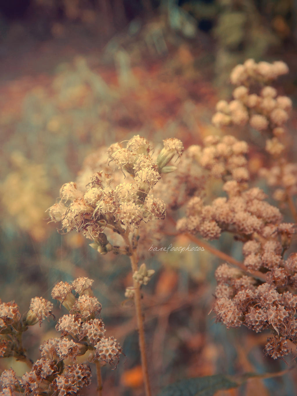 vintage nature by barefootphotos