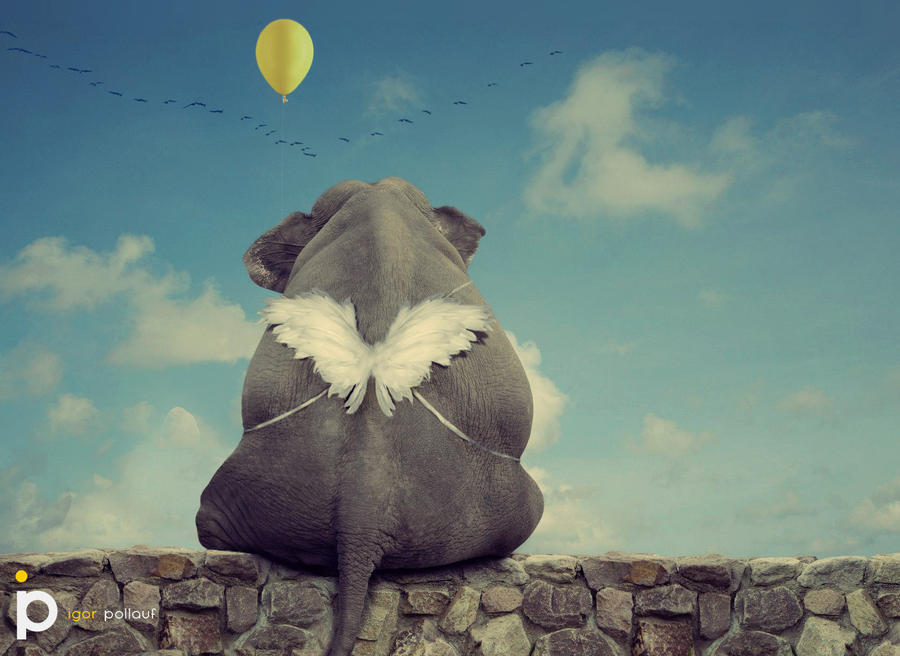 Dreamy Elephant by IgorPollauf