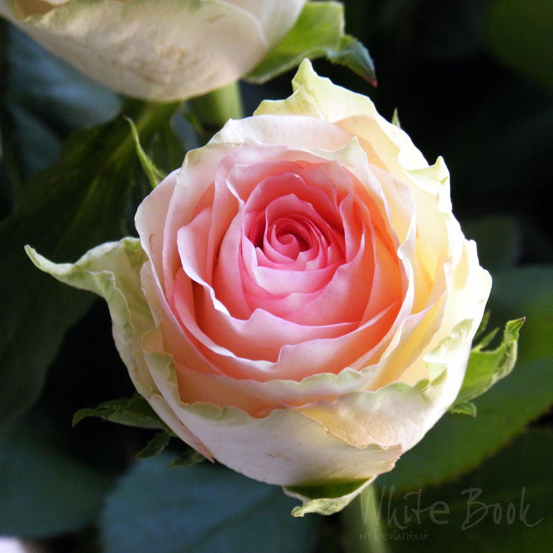Wild Rose Beauty by WhiteBook
